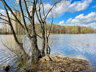 Trees on the banks of the Pekhorka River in April in clear weather. Russia, Moscow region, Balashikha city