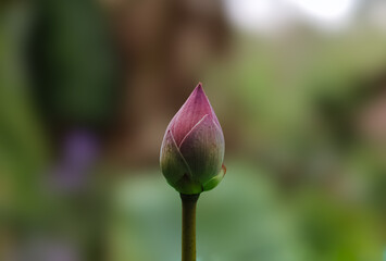 Beautiful close shot of a Lotus flower bud with blurred background.
