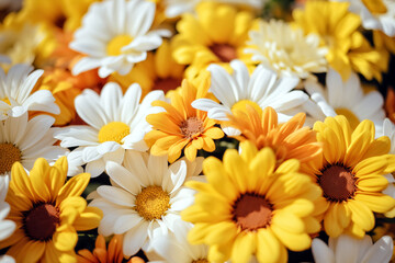White and yellow daisies in a bouquet on a sunny day