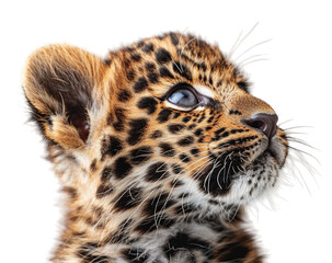 close up portrait of a leopard with a transparent background, generated ai