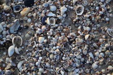 shells on the beach
