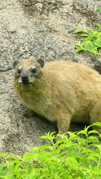 Rock hyrax animal eating tree leaves in Tanzania on vertical video.