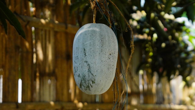 ash gourd plant growing shot