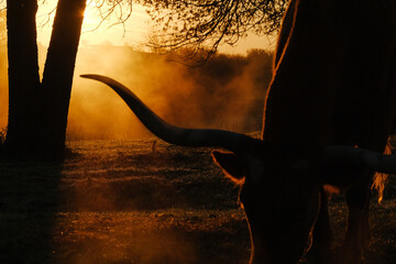 Texas longhorn cow horn silhouette against sunrise and steam or fog background on farm.