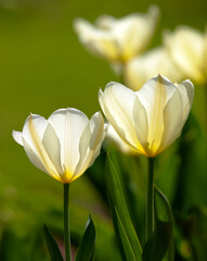 Closeup, white Tulips or flower on a sunny day for growing, gardening and romantic bouquet for love. Leaf, blossom and floral plant in nature for season change, gift or florist with bright color