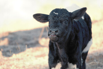Funny beef calf face close up on cattle farm outdoors, copy space on background.