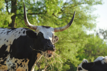 Corriente cow with horns eating hay on farm.