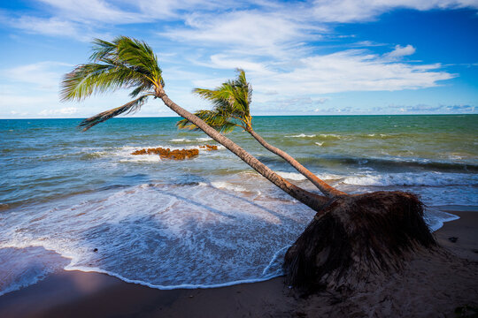 p&eacute;s de coco na praia de coqueirinho, litoral da para&iacute;ba, brasil