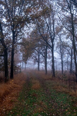 Obraz na płótnie Canvas This evocative image captures the ephemeral beauty of an autumn trail shrouded in mist. The silhouettes of trees, holding on to their final leaves, stand as silent sentinels over a path carpeted with