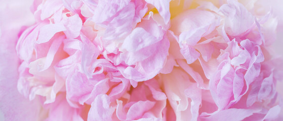 Beautiful aromatic fresh blossoming tender pink peonies texture, close up view. Romantic background