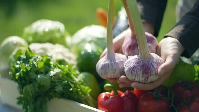 fresh vegetable harvest. organic garlic in hands close up. fresh farm produce. local farmers market