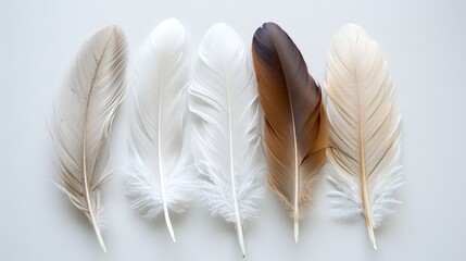 Boho-inspired feathers creating a serene and tranquil ambiance on white