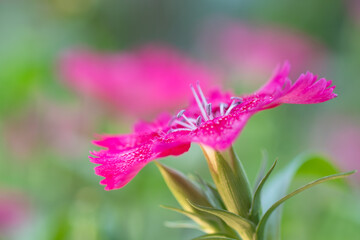 The vibrant flower petals of a dianthus in springtime.