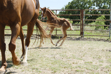 Energetic filly foal with mare horse getting exercise on western equine ranch.