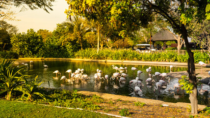Obraz premium group of flamingos in the water