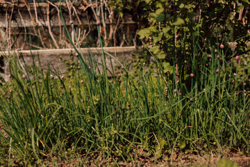 Young onions in the garden. Blooming onion. Horticulture