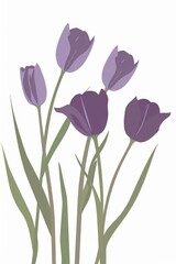 Fototapeta premium A simple, minimalistic illustration of purple tulips with green foliage on a white background. Greeting card with spring mood