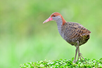 sweet grey bird walking on natural green weed carpet, slaty-breasted rail
