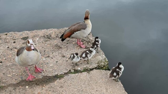 Egyptian geese family resting by the side of a lake
