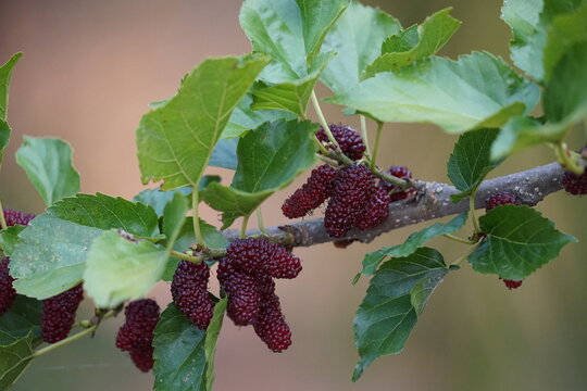 Red mulberry berry on a branch