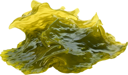 seaweed isolated on white or transparent background,transparency