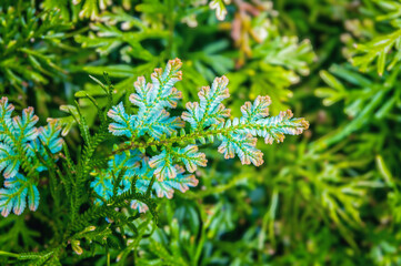 Vibrant foliage of Salaginella plants in a tropical garden. The leaves transition from bright green...