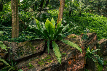 Tropical rainforest floor with rocks, shaded ferns, Asplenium plant, and mosses.