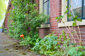 Green façade gardens and tree pit gardens for urban greening and climax adaptation