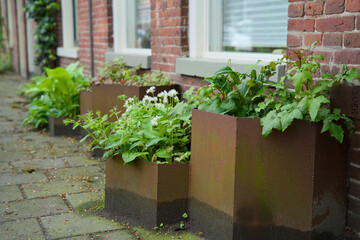 Green façade gardens and tree pit gardens for urban greening and climax adaptation