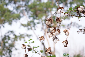 A blossoming organic white natural cotton plant