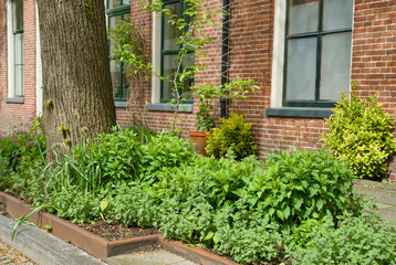 Green façade gardens and tree pit gardens for urban greening and climax adaptation