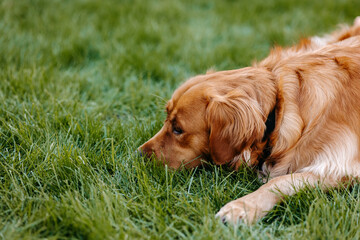 golden retriever  on grass