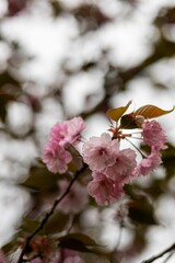 pink flower on a tree