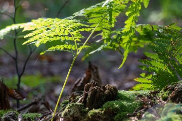 fern in the forest