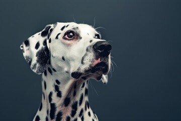 Curious Dalmatian with distinctive spots and alert expression, ideal for classic and timeless designs