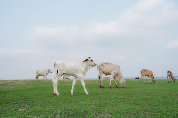Fototapeta na wymiar large herd of white cow in green grassy meadow under blue sky with white clouds. 