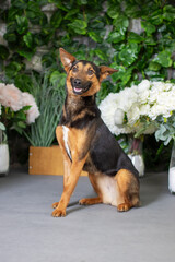 Fototapete bei efototapeten.de bestellen   