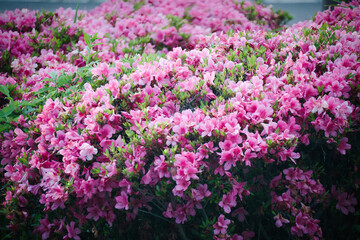 Fototapeta na wymiar 四月五月に咲く綺麗なツツジの花
