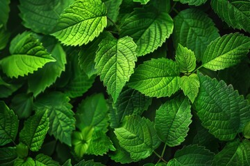 fresh green leaves background natural texture and pattern nature photography