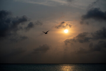 a seagull flying on a beautiful sunset in the caribbean sea