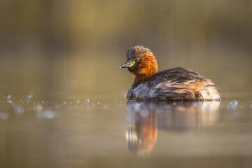 little grebe on the water surface, podiceps cristatus, little bird on the water, head, brown, red, color, neck, reflections in the water, water surface