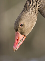 close-up of goose head, greyllag, anser anser, bird's head, bird's beak, antlered, anatomy, tilted head, goose looking down, vertical photo