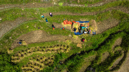 Phung village, Hoang Su Phi, Ha Giang, ripe rice season on terraced fields. Photo taken by Hoang Su...