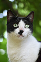 Mustache cat staring