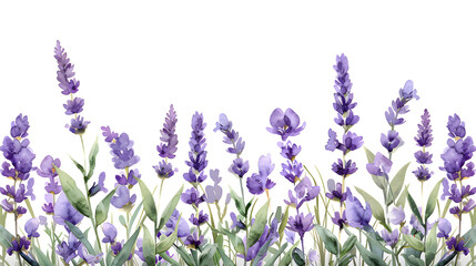 Naklejka premium Tender watercolor lavender flowers border on white background, perfect for greeting cards and wedding invitations.