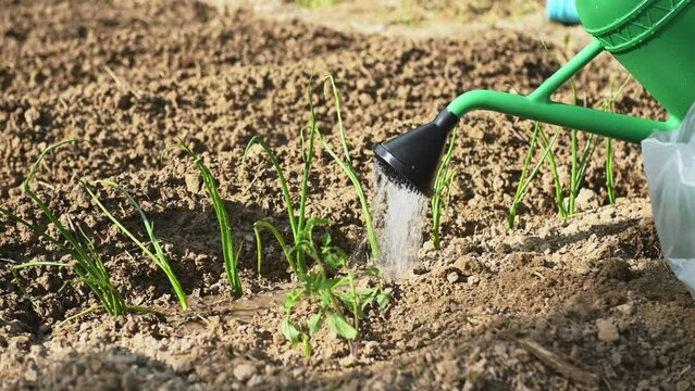 Close-up watering flowerbed with planted onion and tomato seedlings and sprouts freshly planted in a dug soil