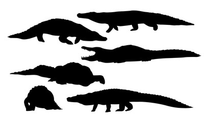 Set of Nile crocodile silhouettes. Wild reptile of Africa. Realistic wild vector animals 