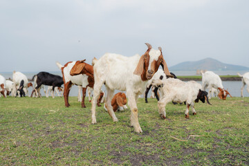 Fototapeta premium large herd of white goats in green grassy meadow under blue sky with white clouds. Dairy goats grazing in a field.