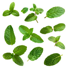 A collection of mint leaves of various shapes and sizes against a white background.