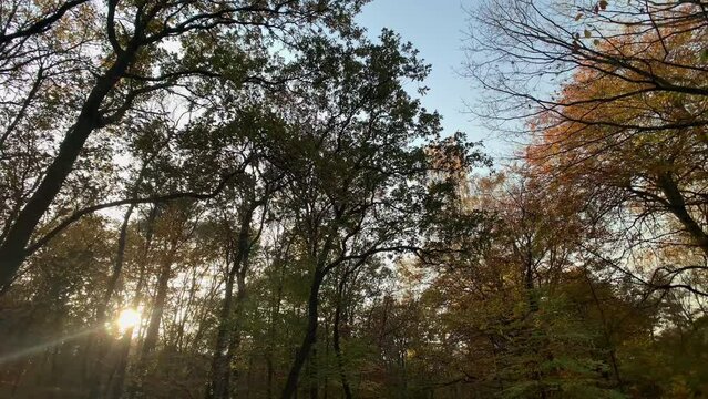 Autumn forest trees tilt down shot nature background